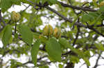 Cucumber tree